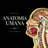 undefined Anatomia Umana