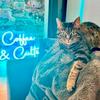 undefined Coffee & Cults: Everything You Don't Know About Hollywood