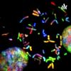 undefined Genetic Testing Series
