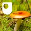 undefined Investigating fungi: the wood-wide web - for iPad/Mac/PC