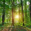 undefined La Forêt Complice De L'équilibre Collectif