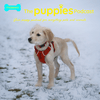 undefined Masswo's The Puppies Podcast