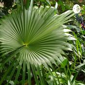 Podcast Agoraphobia and Social Phobia, the Differences