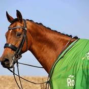 Podcast All Aboard the Racehorse