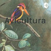Podcast Avicultura