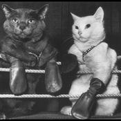 Podcast Catfight