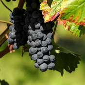 Podcast Cellar Dwellers - Home Winemaking