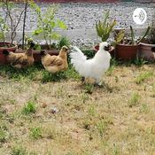 Podcast Como Cuidar A Tus Aves Exóticas