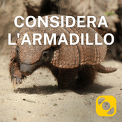 Podcast Considera l’armadillo