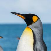 Podcast Emperor Penguins