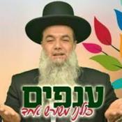 Podcast הרב יגאל כהן ענפים