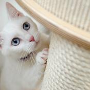 Podcast Il tuo gatto