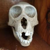 Podcast Le Podcast De COTONETCHI