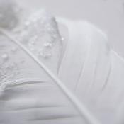 Podcast Janisa Aldean