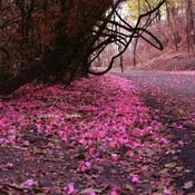 Podcast الشيخ خالد الراشد