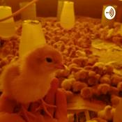 Podcast Melhoramento animal Em Aves De Corte