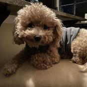 Podcast Nan in her 60's