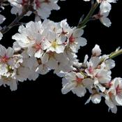 Podcast Perry Mason e l'avversario leale