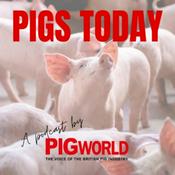 Podcast Pigs Today