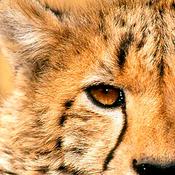 Podcast Project Camelot