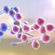 Podcast The Candida Chronicles Podcast