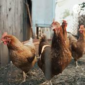 Podcast The Coop