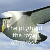 Podcast The plight of the royal albatross