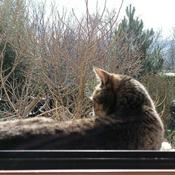 Podcast the Podcat by il Gatto