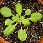 Podcast wolverton@owu