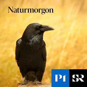 Naturmorgon